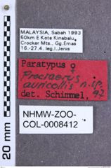 Etikette zu Procraerus auricollis (Schimmel, 1999) (NHMW-ZOO-COL-0008412)